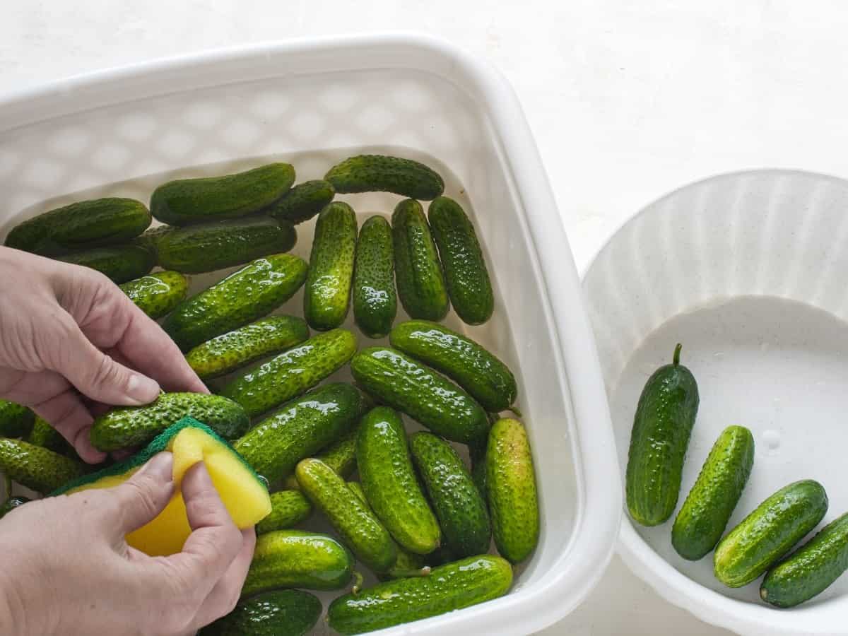Cleaning cucumbers for pickling.