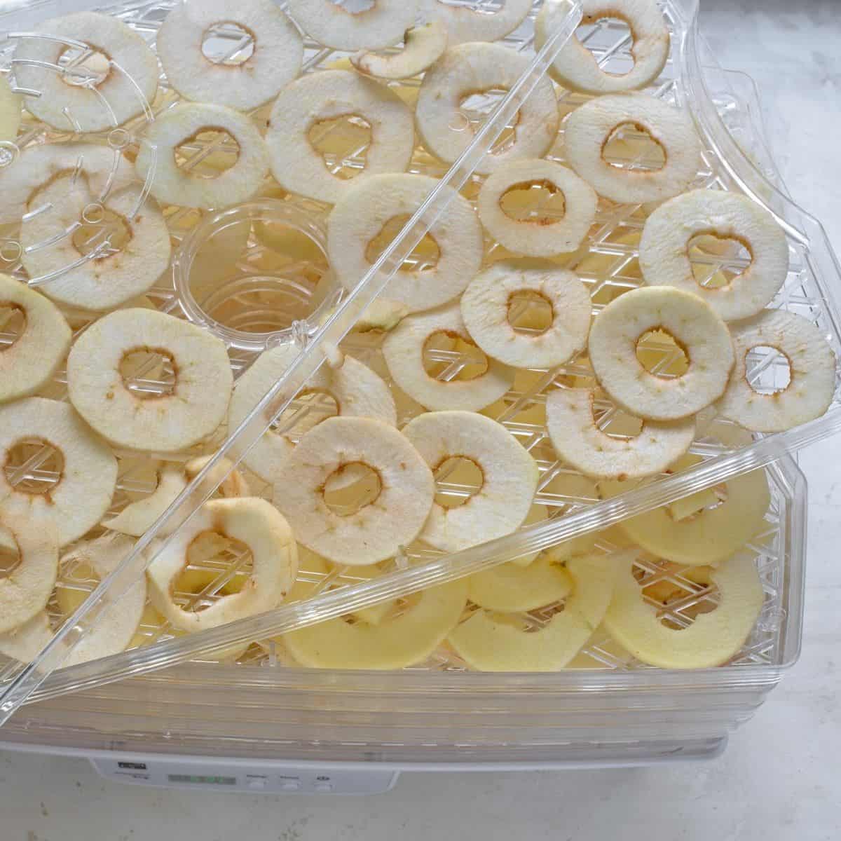 Apple rings layd out on dehydrator trays.